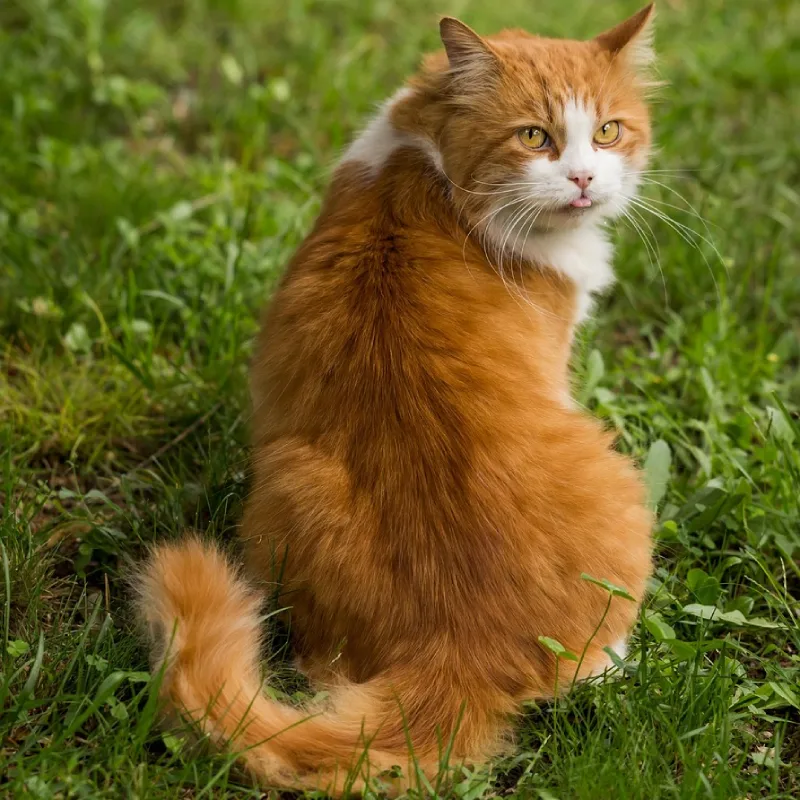 American Wirehair de espalda