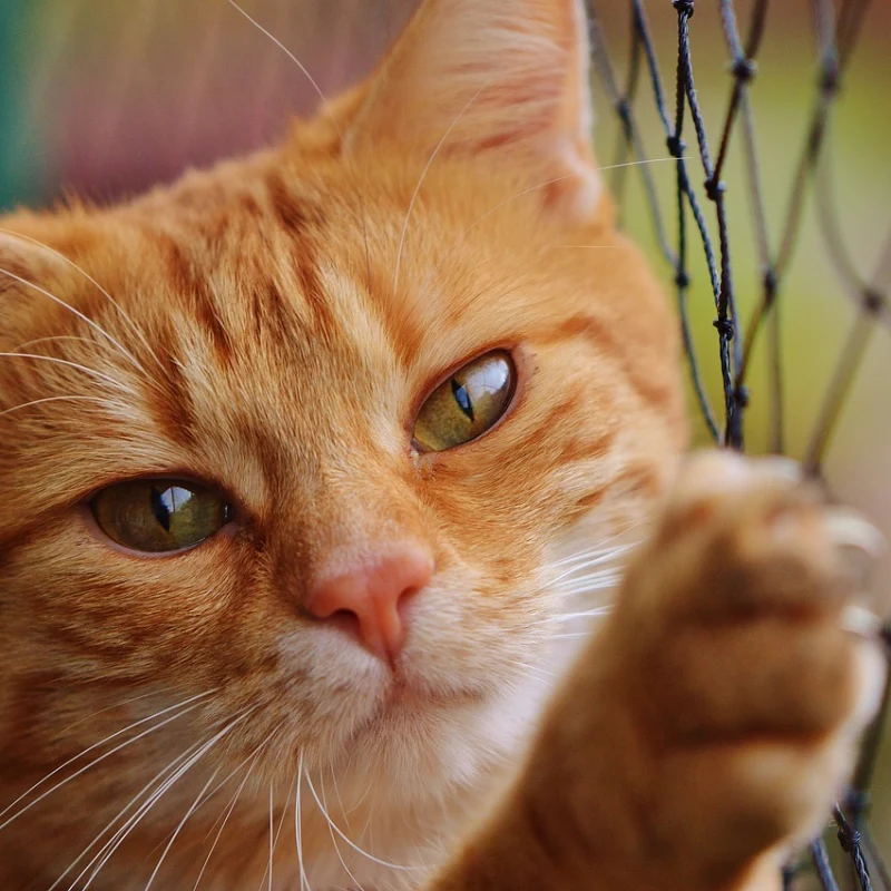 American Wirehair de cerca
