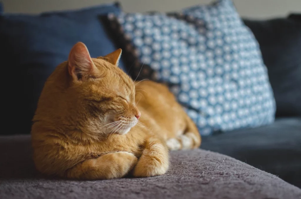 American Wirehair durmiendo