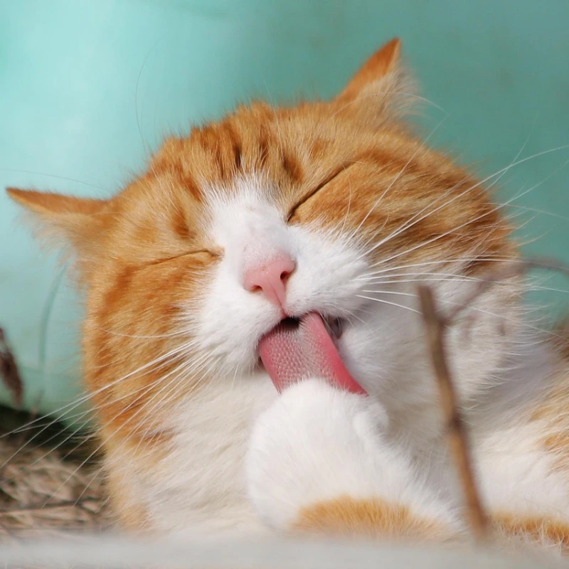 American Wirehair acicalarse
