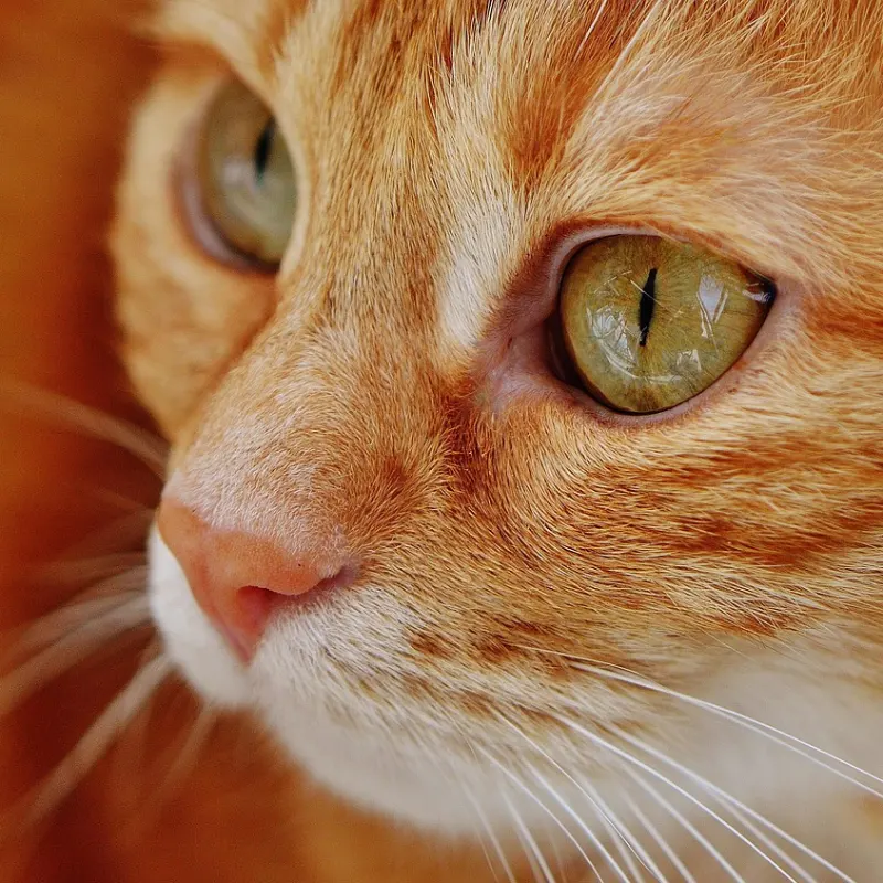 American wirehair observa