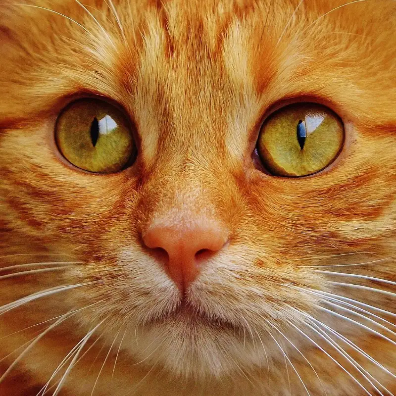 American wirehair
