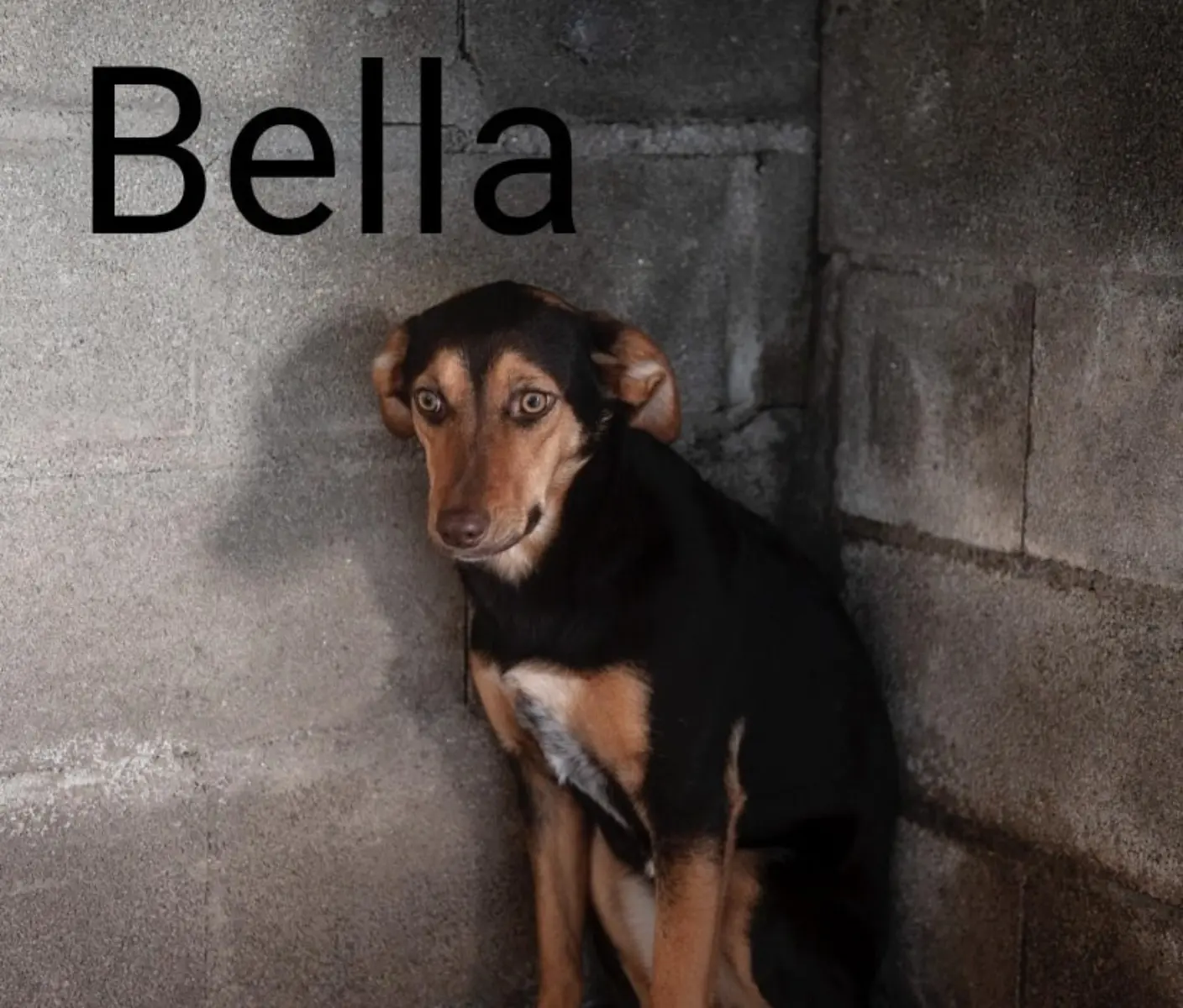 Bella