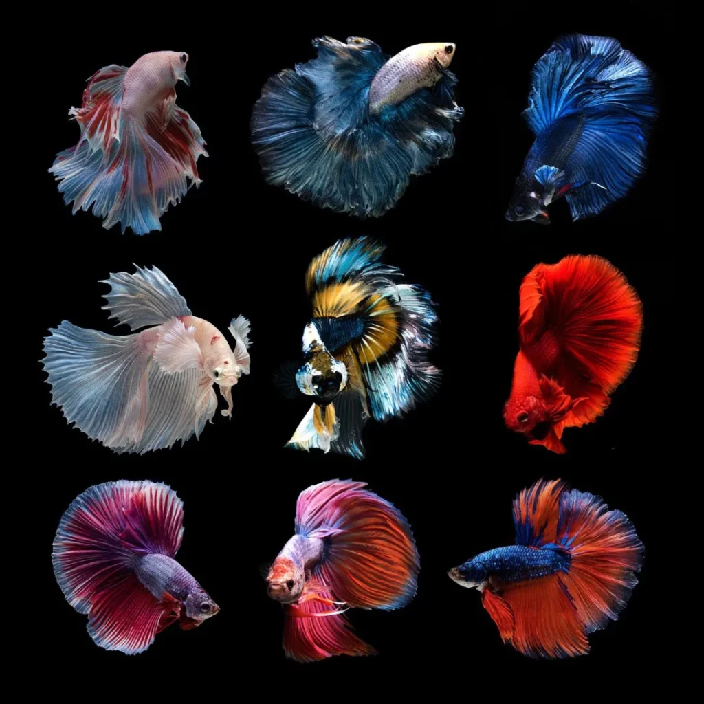 Betta variedades