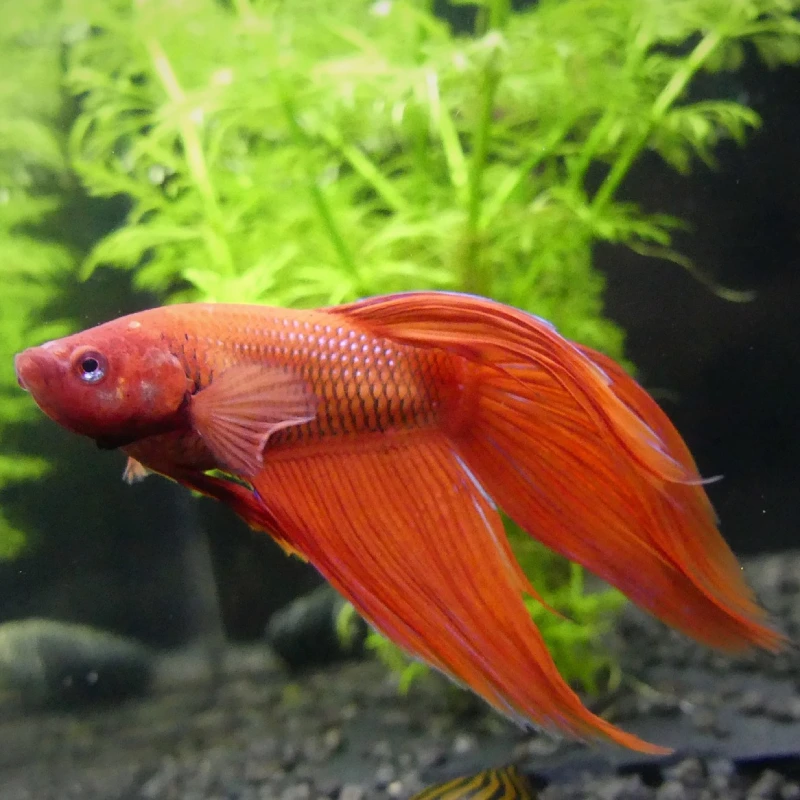 Pez betta naranja