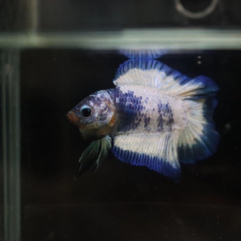 Pez Betta blanco y azul