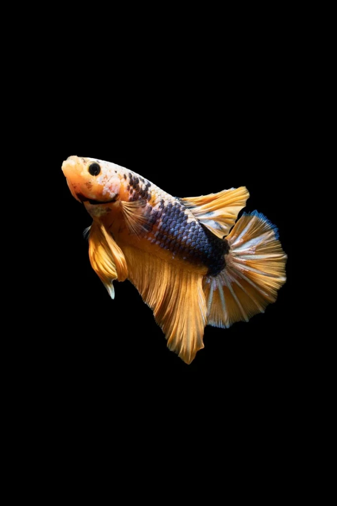 Pez Betta dorado