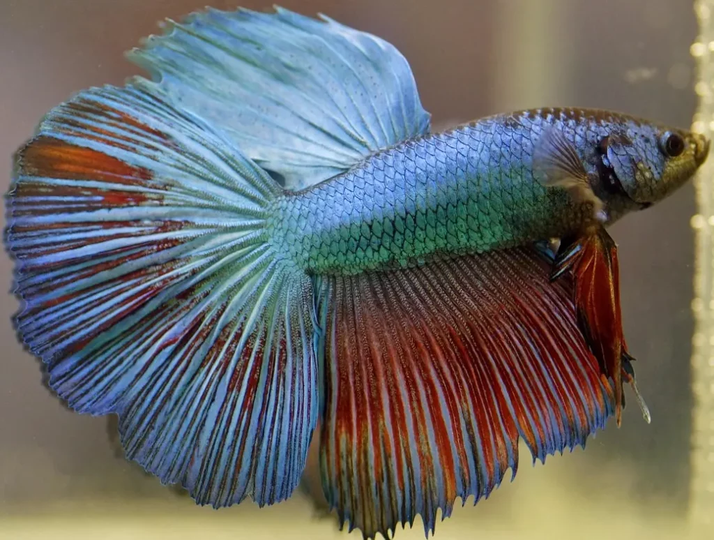 Pez Betta (Betta splendens)