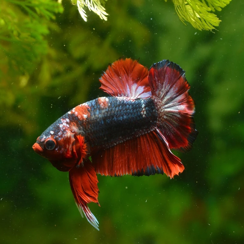 Pez Betta negro y rojo