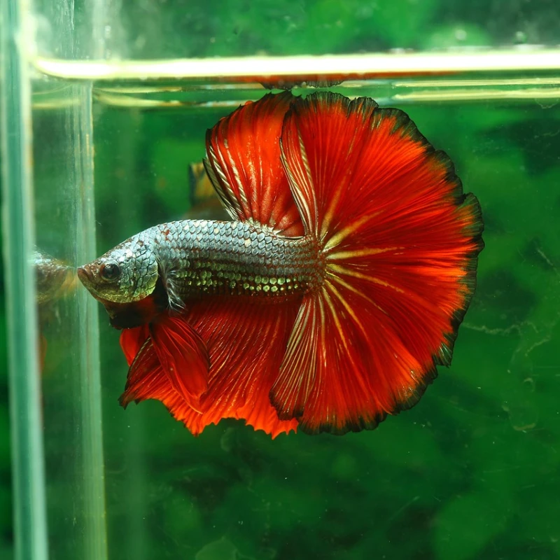 Pez Betta cola roja
