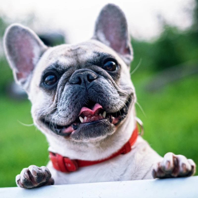 Bulldog Francés