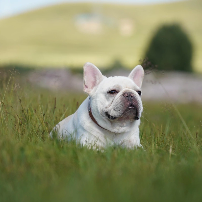 Bulldog Francés blanco