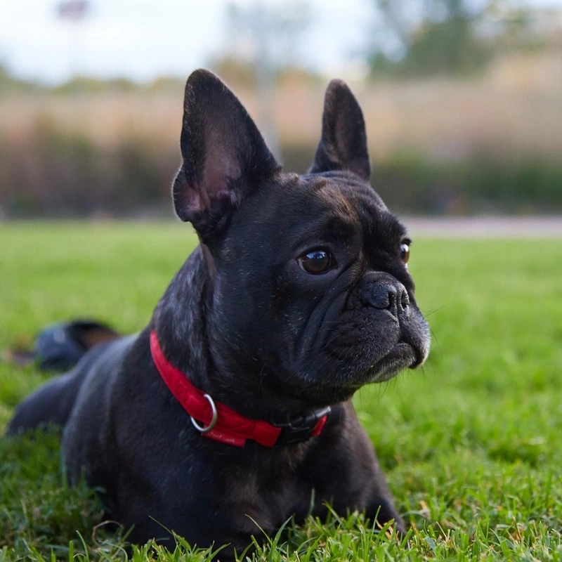 Bulldog Francés tumbado