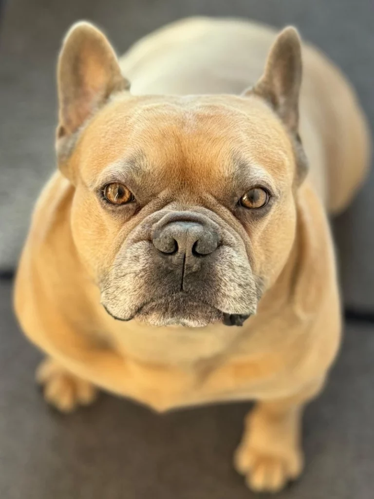 Bulldog Francés marrón