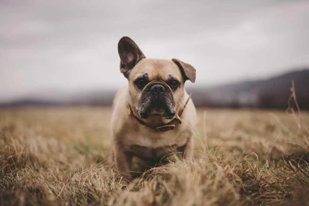 Bulldog Francés en el campo