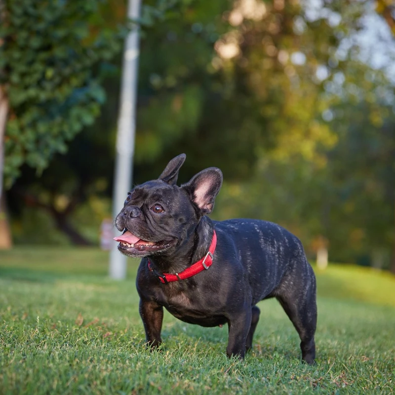 Bulldog Francés negro