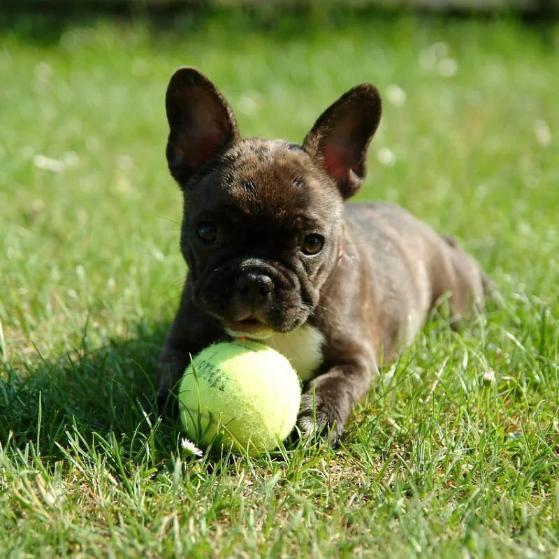 Bulldog Francés jugando