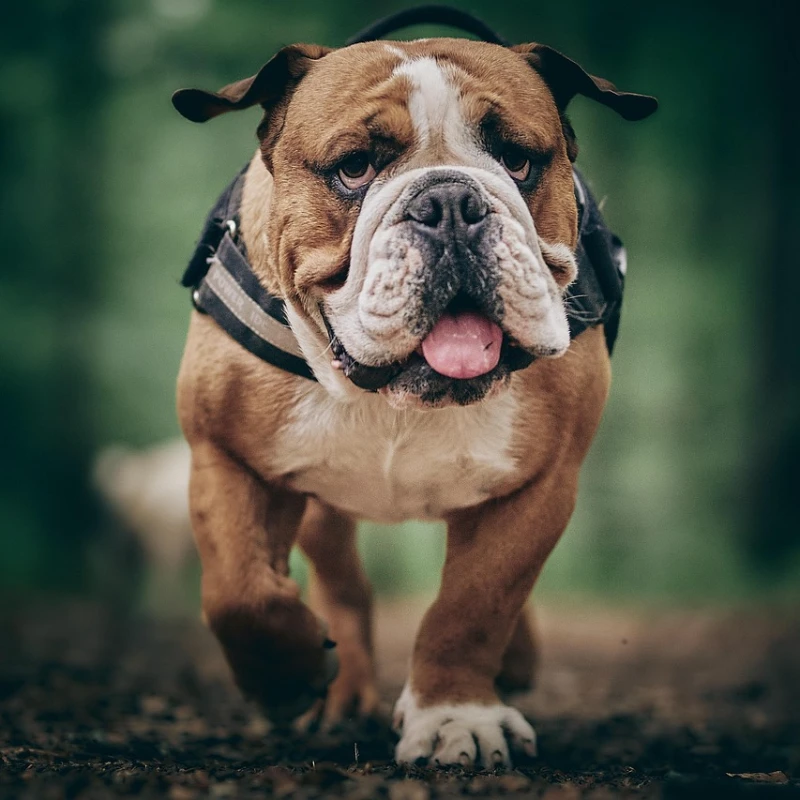 Bulldog Inglés paseando