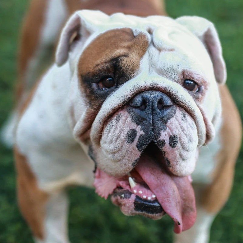 Bulldog Inglés fawn