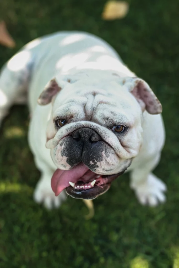 Bulldog Inglés lengua