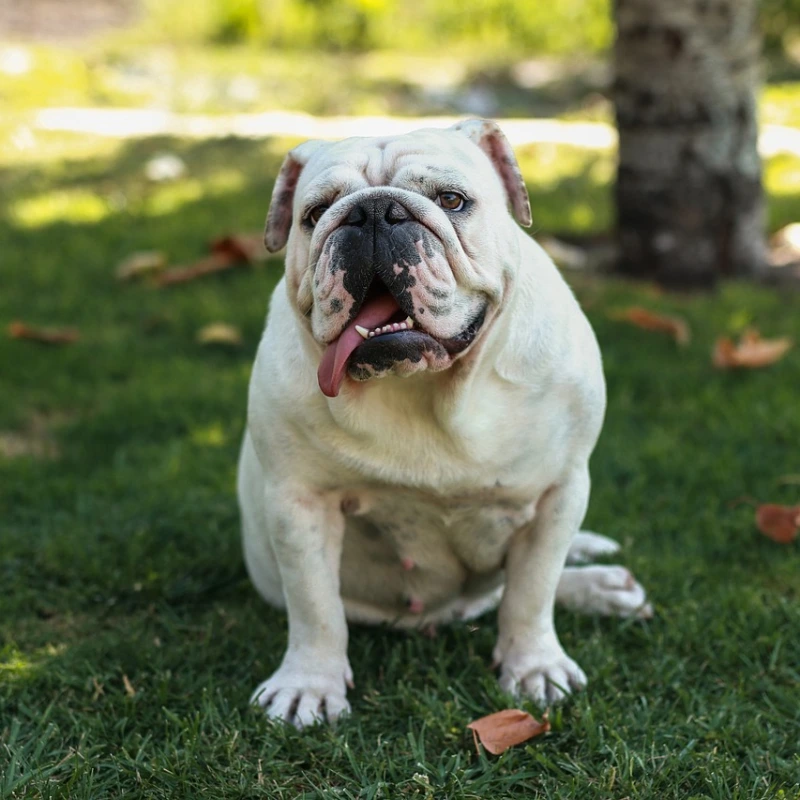 Bulldog Inglés blanco