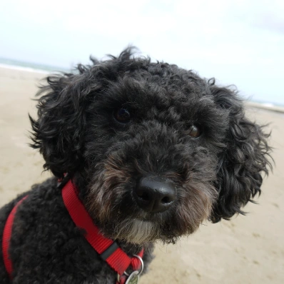 Poodle negro