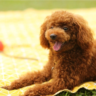 Caniche marrón