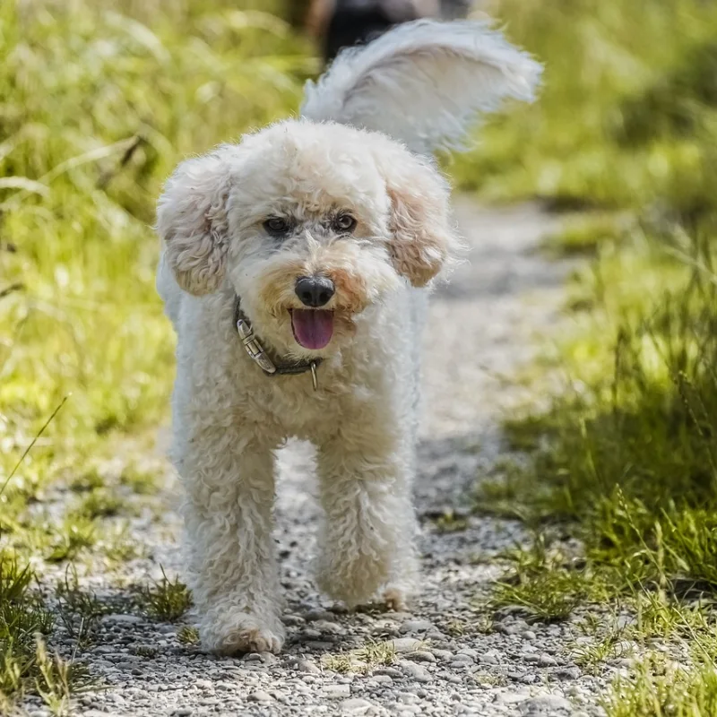 Caniche