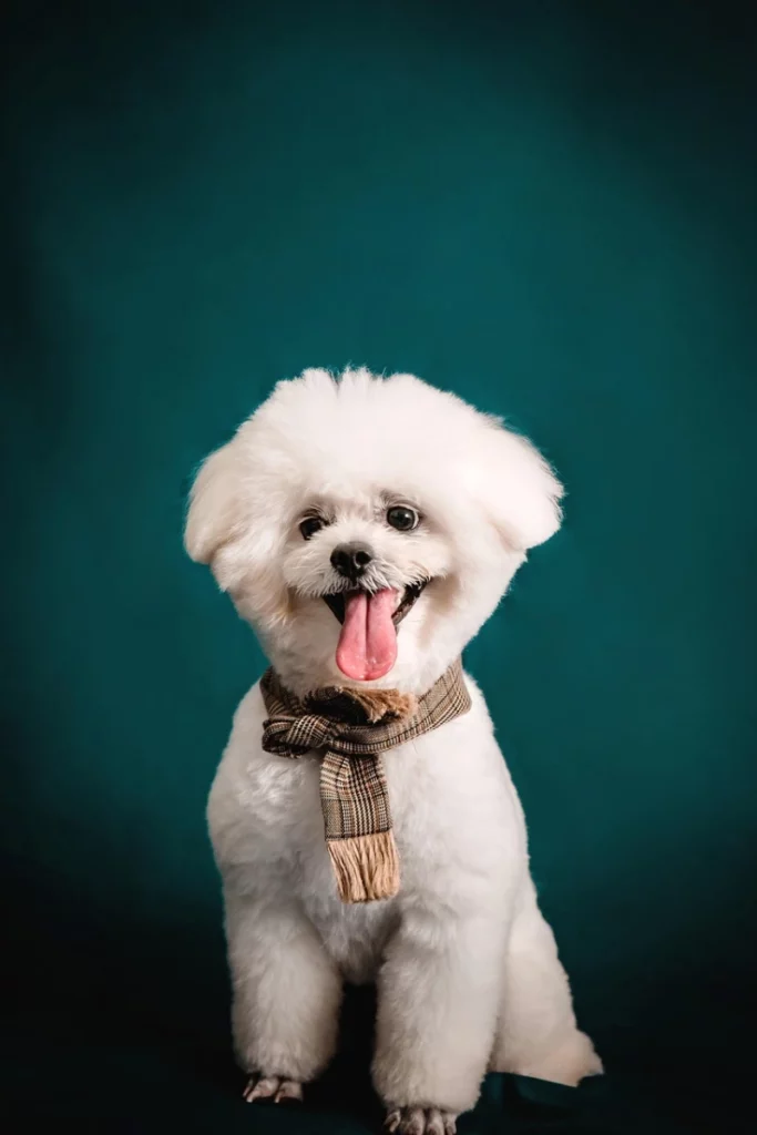 Poodle blanco