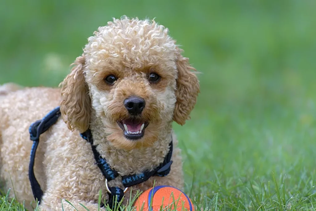 Poodle Caniche