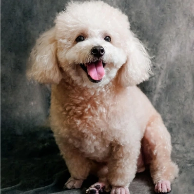 Poodle