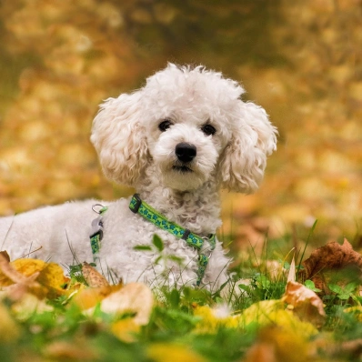 Caniche blanco