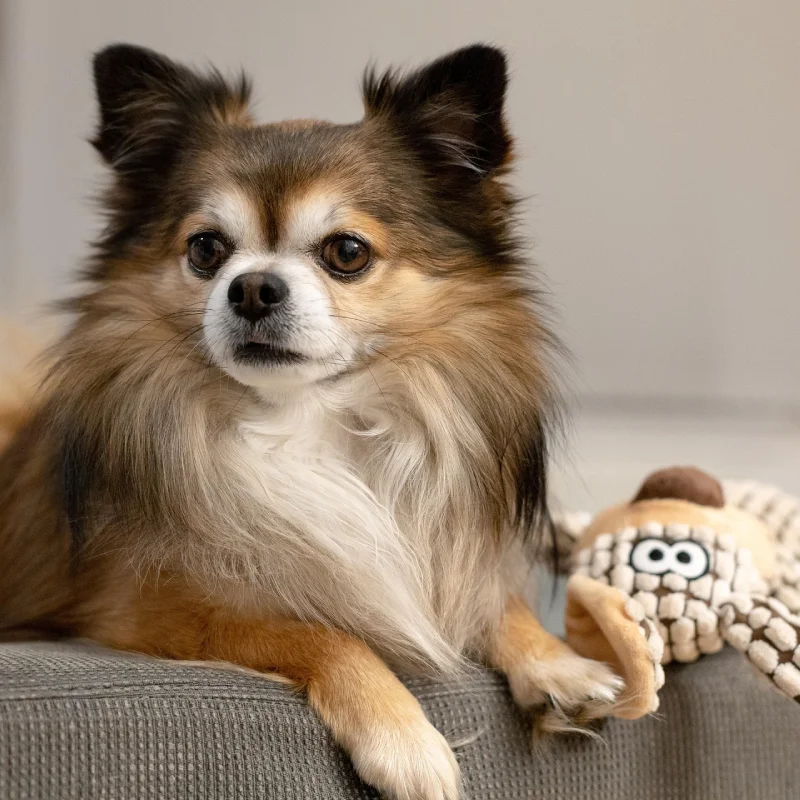 Chihuahua pelo largo