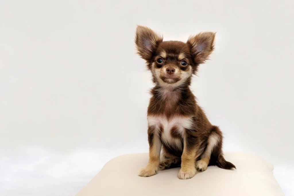 Chihuahua negro