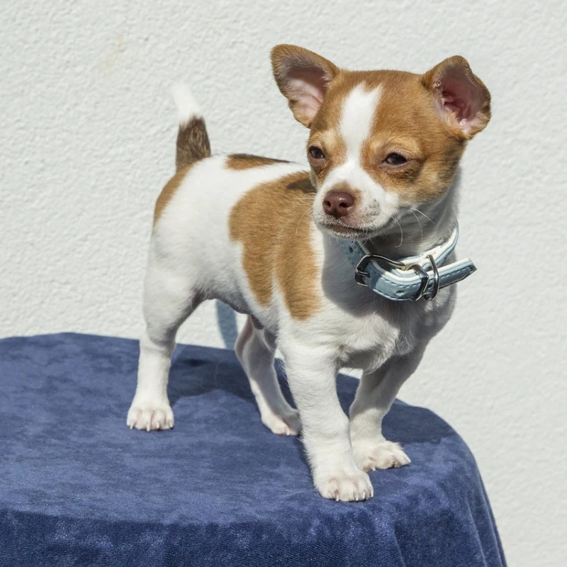 Chihuahua con manchas