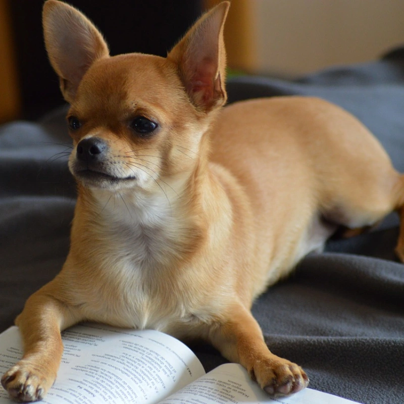 Chihuahua marrón