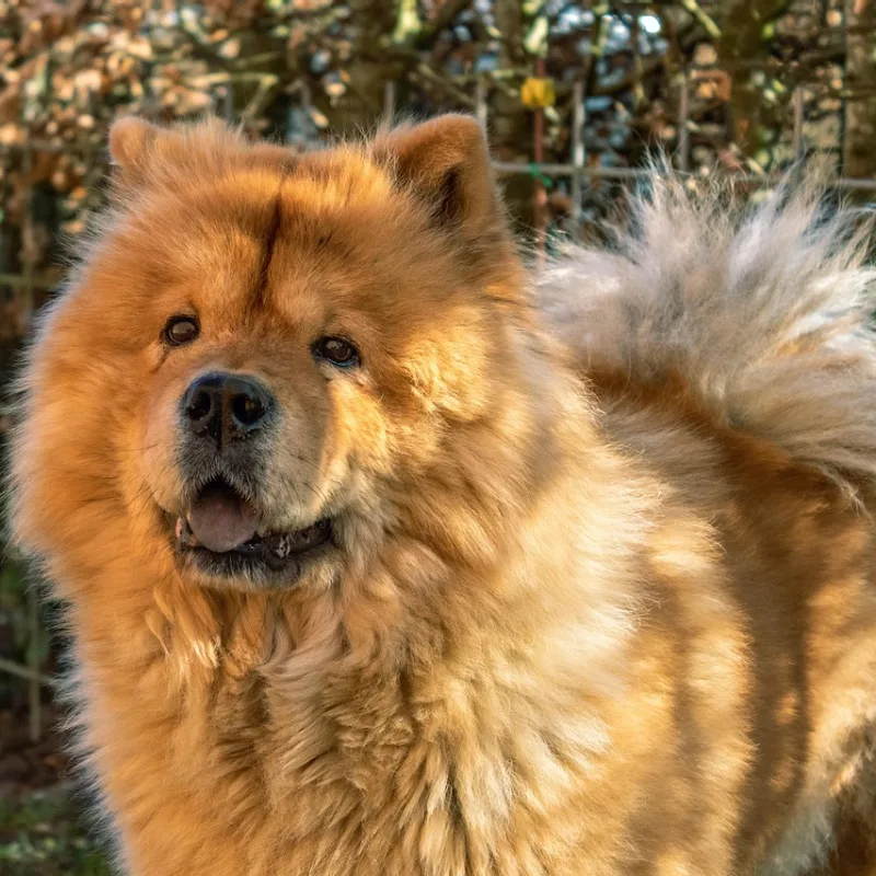 Chow Chow