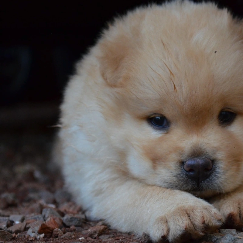 Chow Chow cachorro