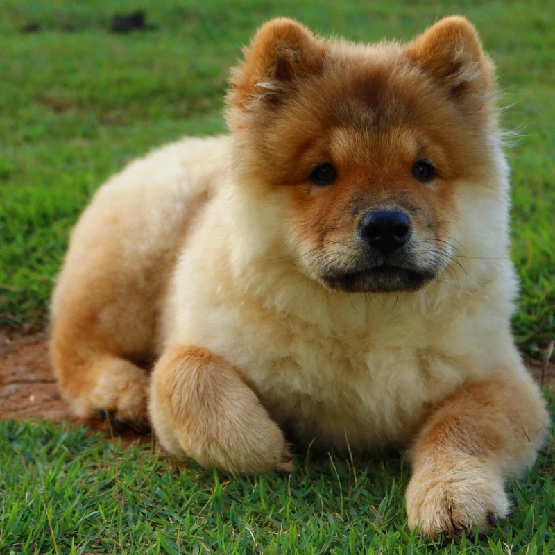 Chow Chow joven