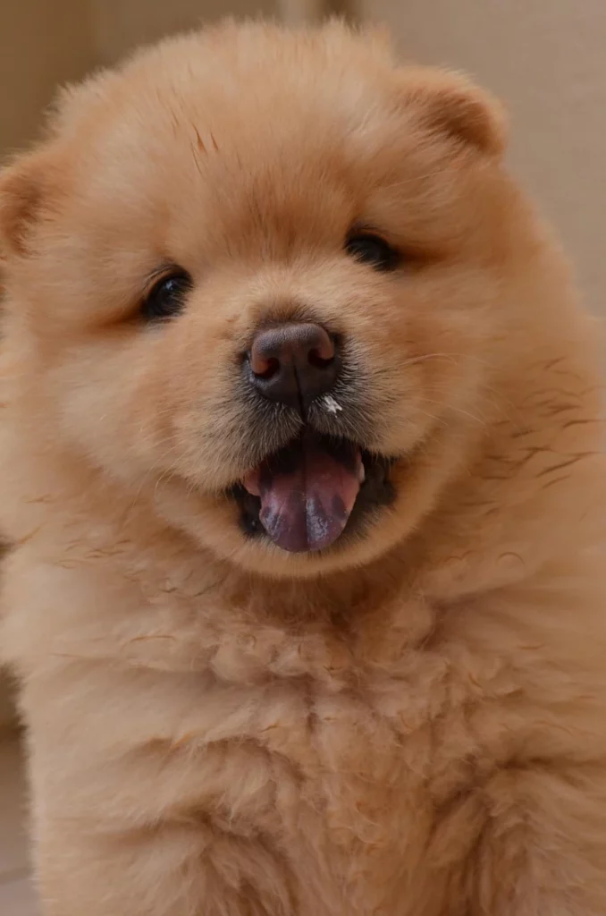 Chow Chow lengua