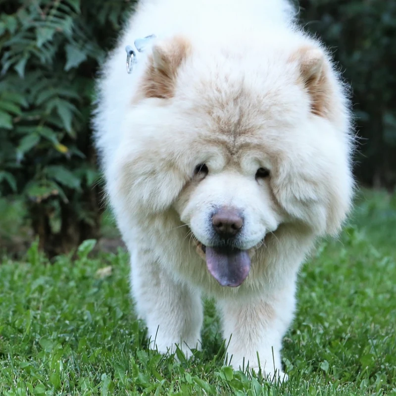 Chow Chow blanco