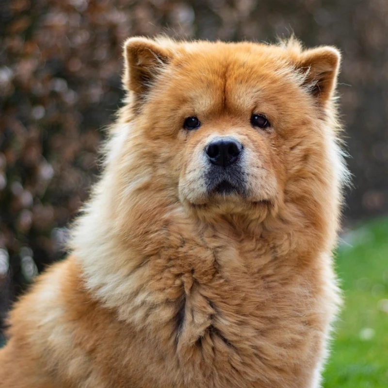 Chow Chow adulto