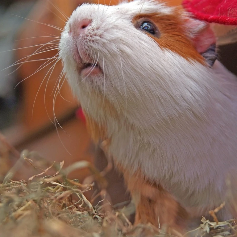 Cobaya