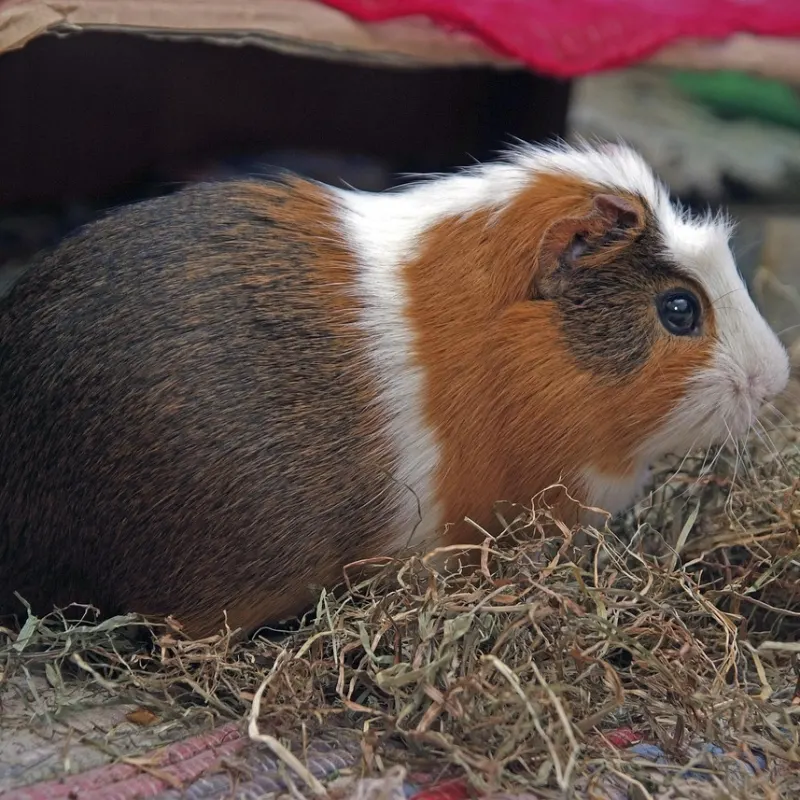 Cobayas pelo corto