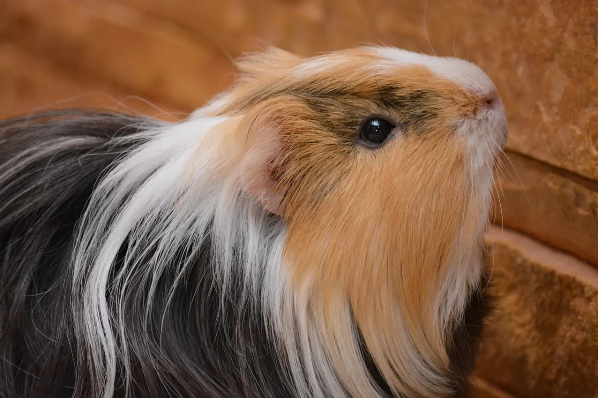 Cobaya inicio