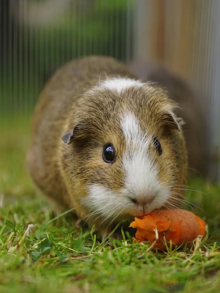 Cobayas comiendo
