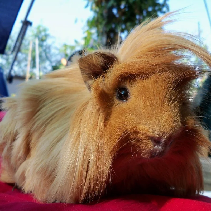 Cobayas de pelo largo