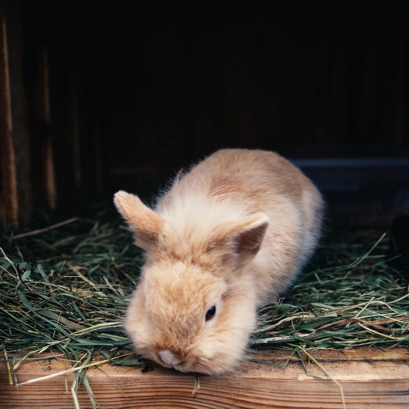 Conejo en su casa