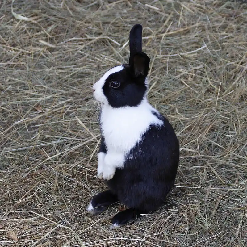 Conejo blanco y negro