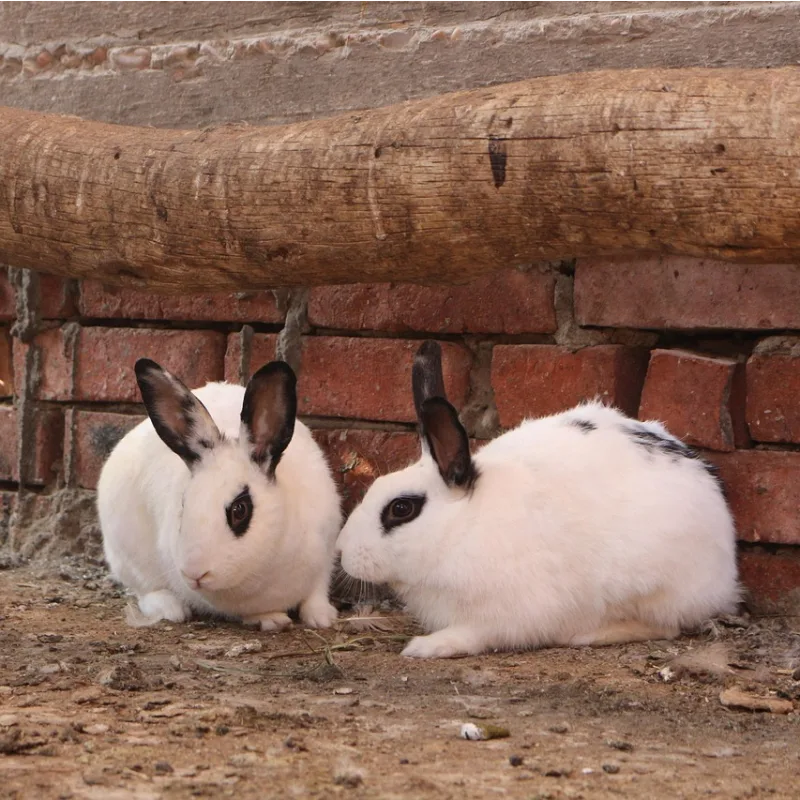 Conejos en pareja
